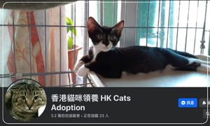 香港貓咪領養 HK Meow Adoption