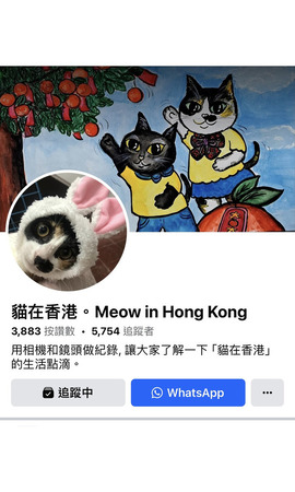 貓在香港。Meow in HongKong