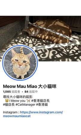 Meow Mau Miao 大小貓咪 